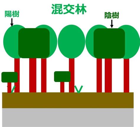 陽樹林 陰樹林|植生の遷移／裸地から森林ができるまで